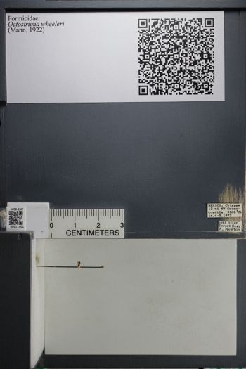 Media type: image; Entomology 511401